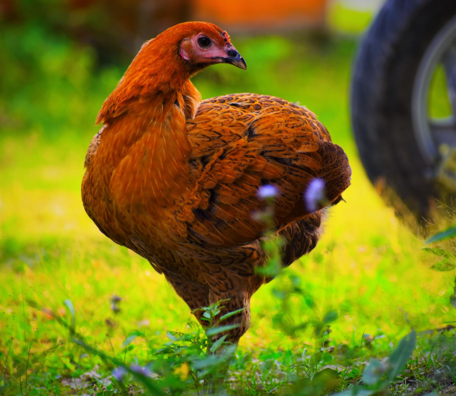 Nikon D5600 sample photo. Bird, poultry, nature photography