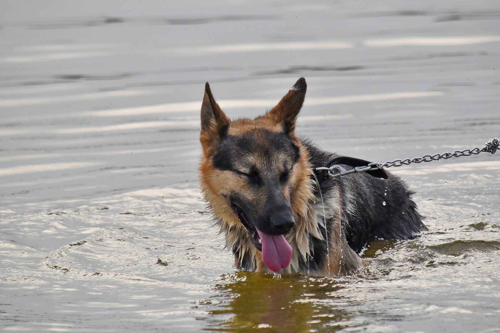 Nikon D5500 sample photo. Bathing, portrait, shepherd dog photography
