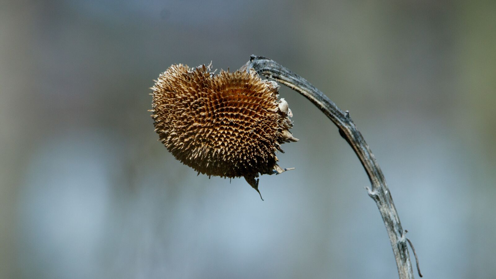 Canon EOS 80D sample photo. Sunflower, withered, dry photography