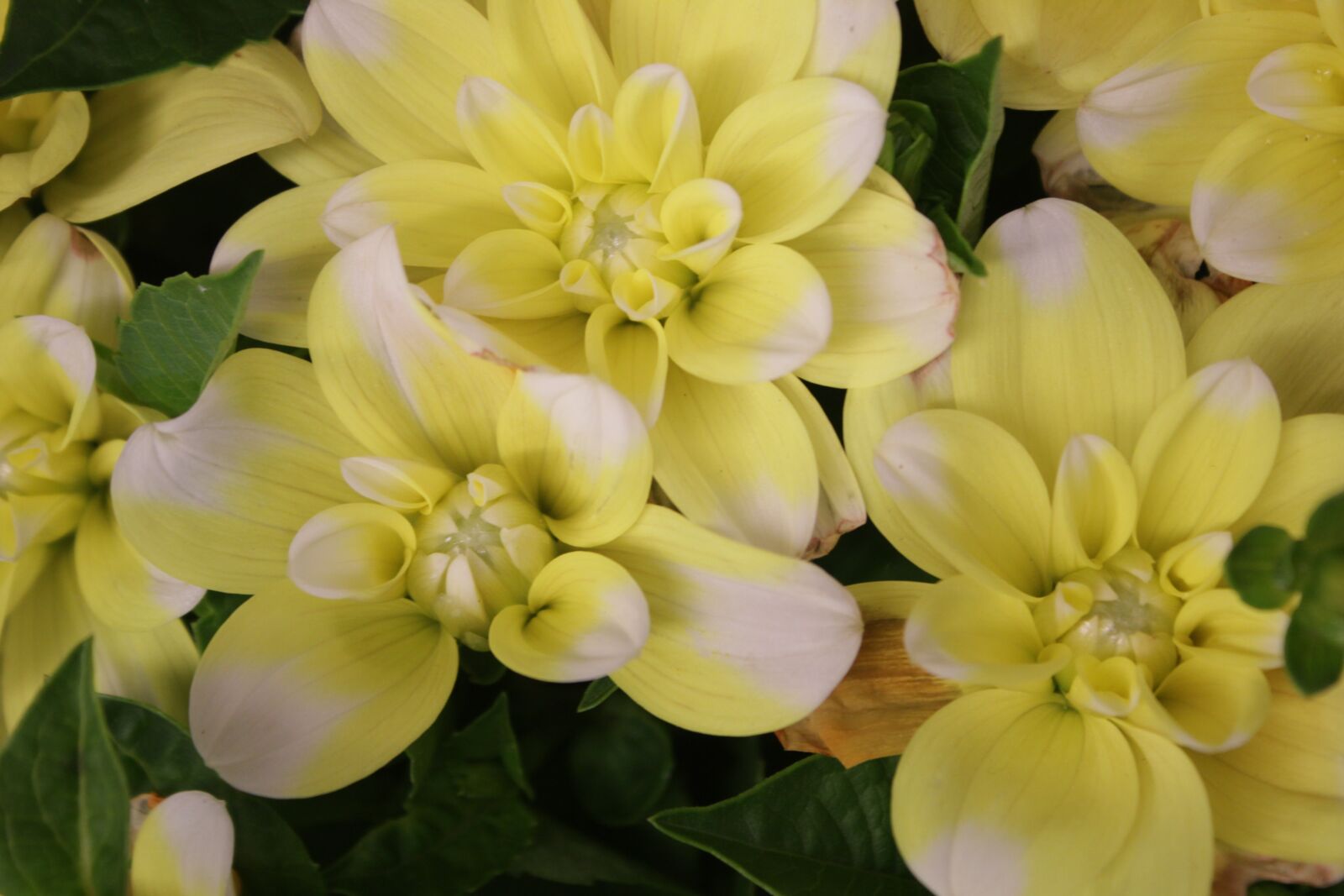 Canon EOS 550D (EOS Rebel T2i / EOS Kiss X4) sample photo. Dahlia, yellow flower, british photography