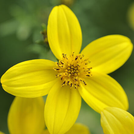 Nikon AF Micro-Nikkor 60mm F2.8D sample photos - ExploreCams