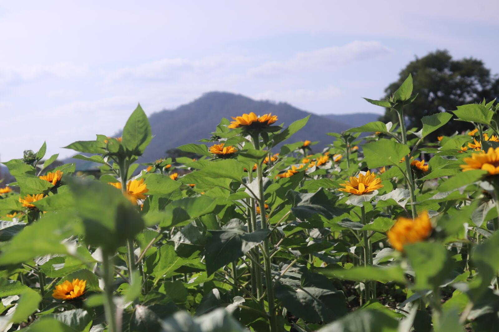 Canon EOS 800D (EOS Rebel T7i / EOS Kiss X9i) + Canon EF 50mm F1.8 STM sample photo. Sunflower, sun flower, garden photography