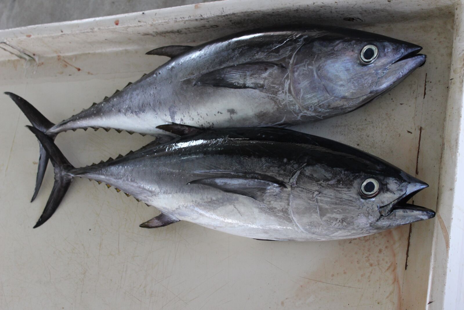 Canon EOS 100D (EOS Rebel SL1 / EOS Kiss X7) sample photo. Fish, sea, eat photography