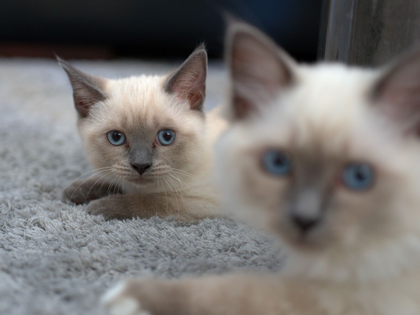 Sony FE 50mm F2.8 Macro sample photo. Siamese cat, siamese, siam photography