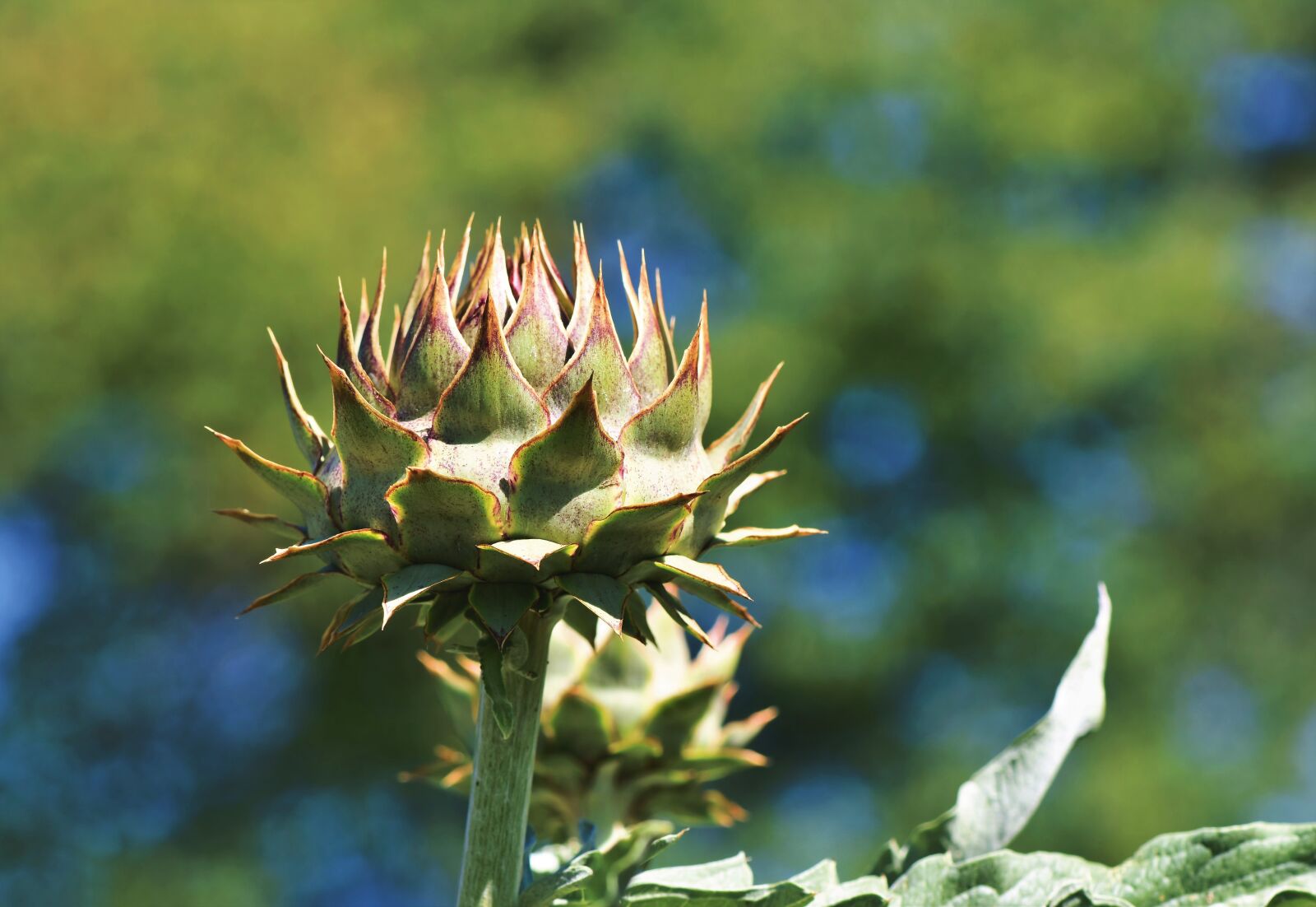 Nikon D7200 sample photo. Artichoke, vegetables, flower vegetables photography