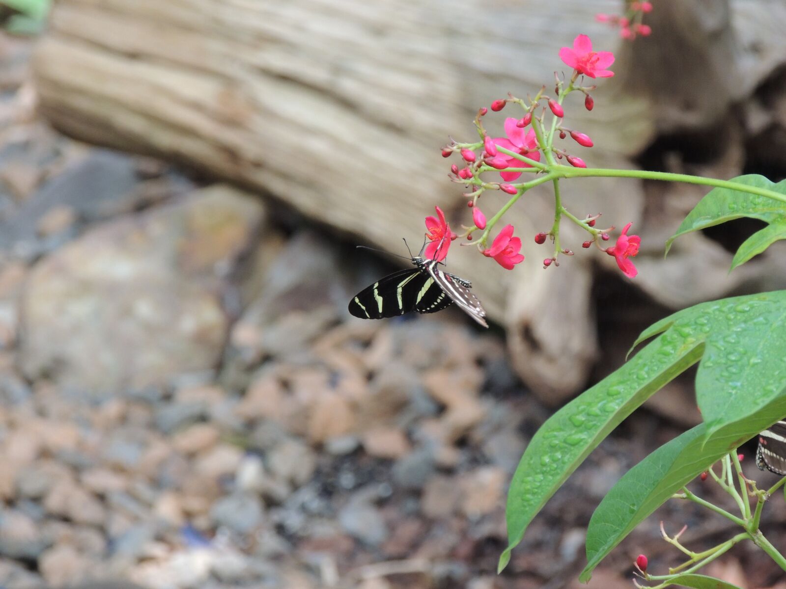 Nikon Coolpix P510 sample photo. Butterfly, insect, animal photography
