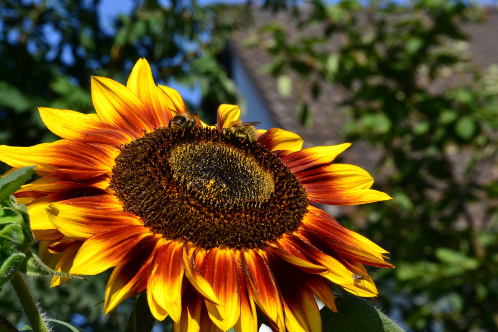 Nikon D3100 sample photo. Sunflower, flower, summer photography