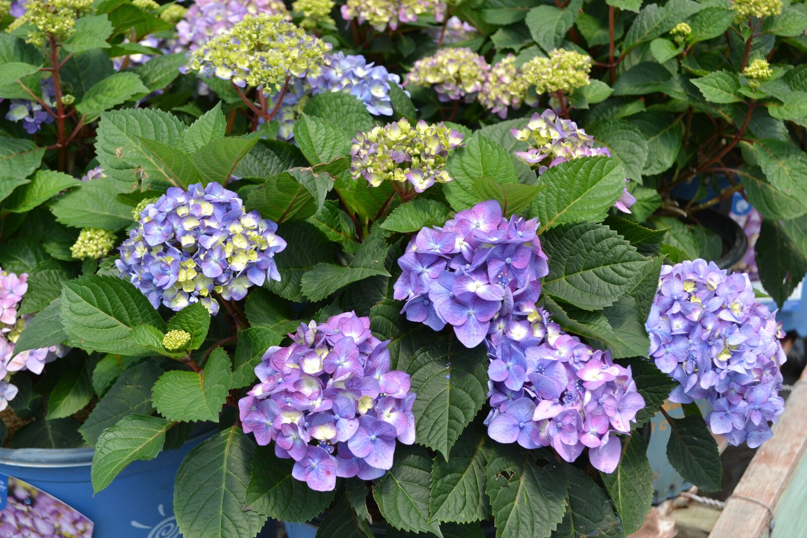 Nikon D3100 sample photo. Hydrangea, endless summer, purple photography