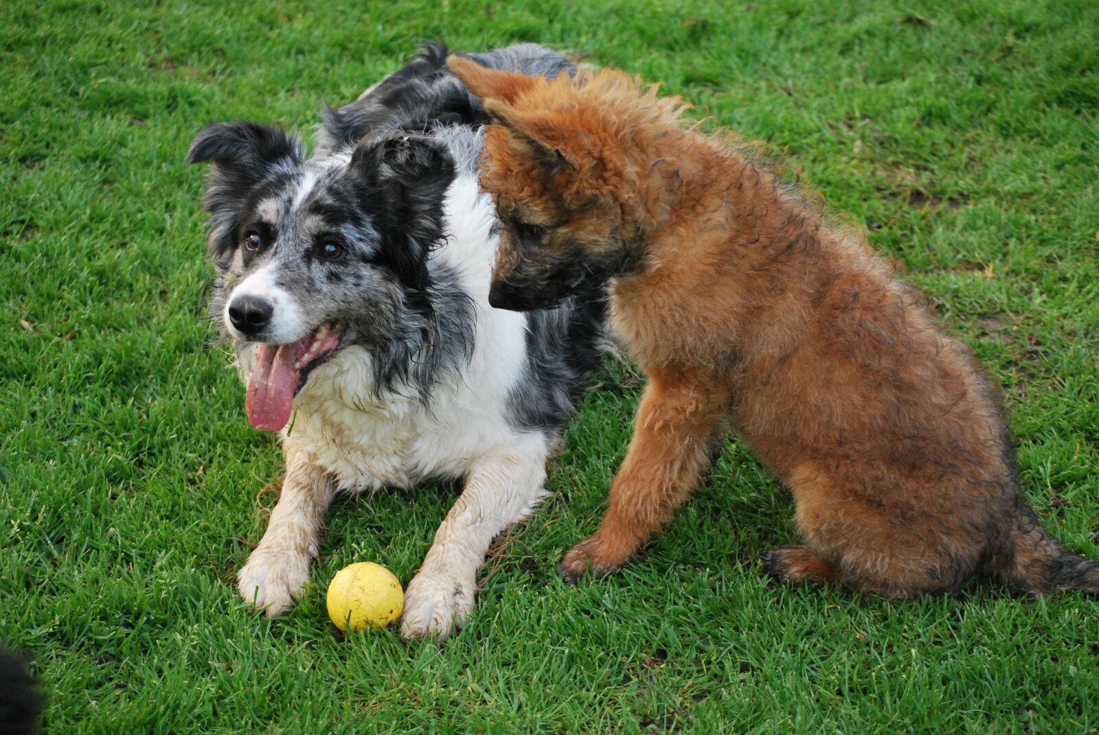 Nikon D60 sample photo. Dogs, puppy, dog photography