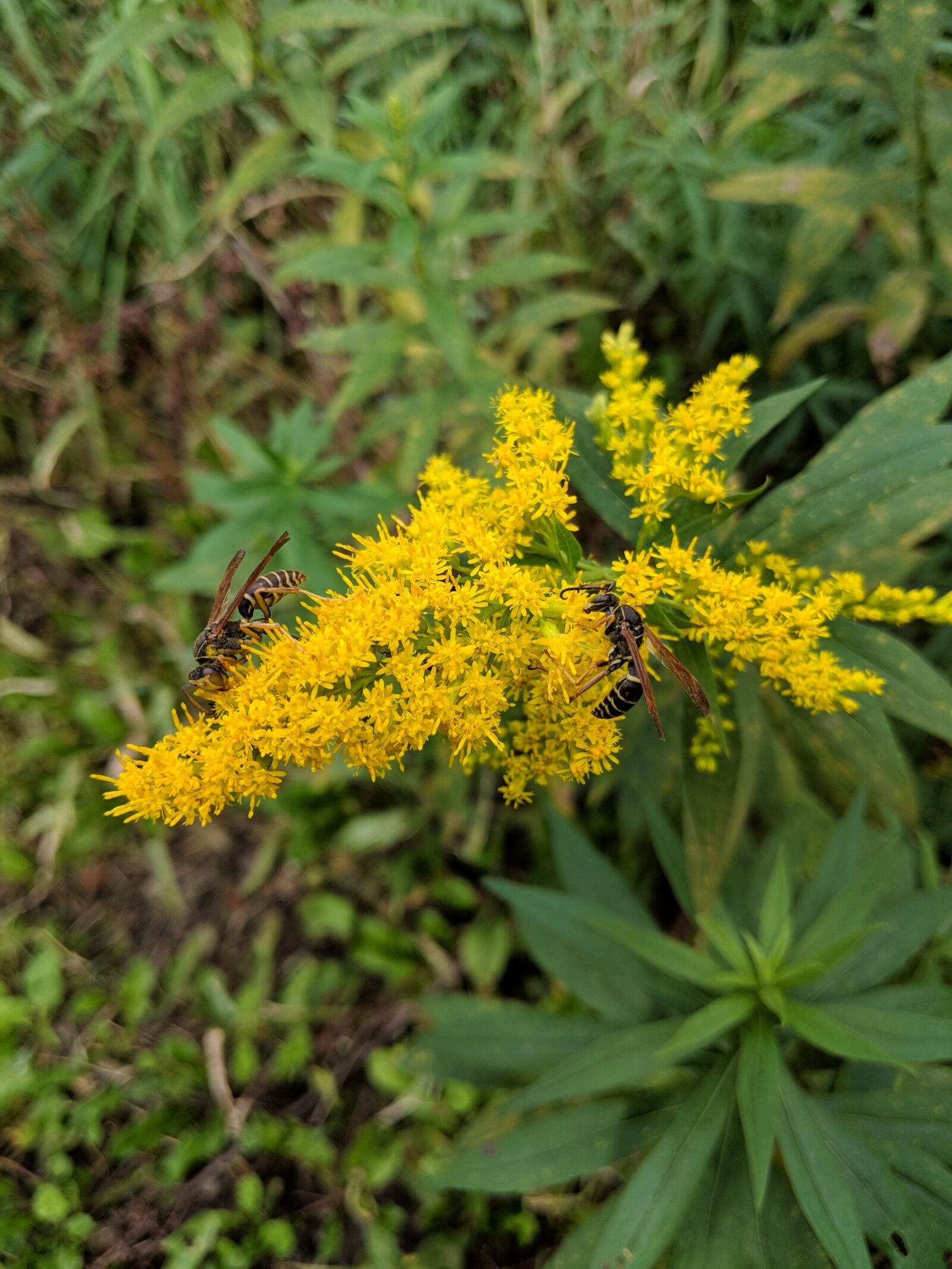 Google Pixel 2 XL sample photo. Ragweed, wasp, wasps photography
