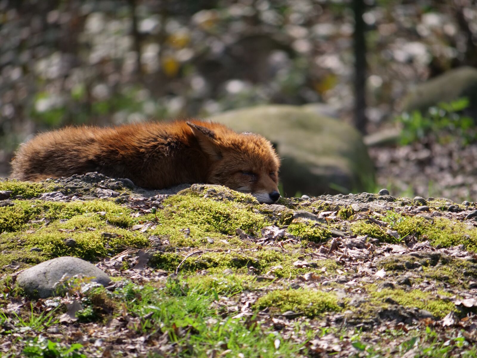Panasonic Lumix DC-GH5 sample photo. Fuchs, concerns, wild animal photography