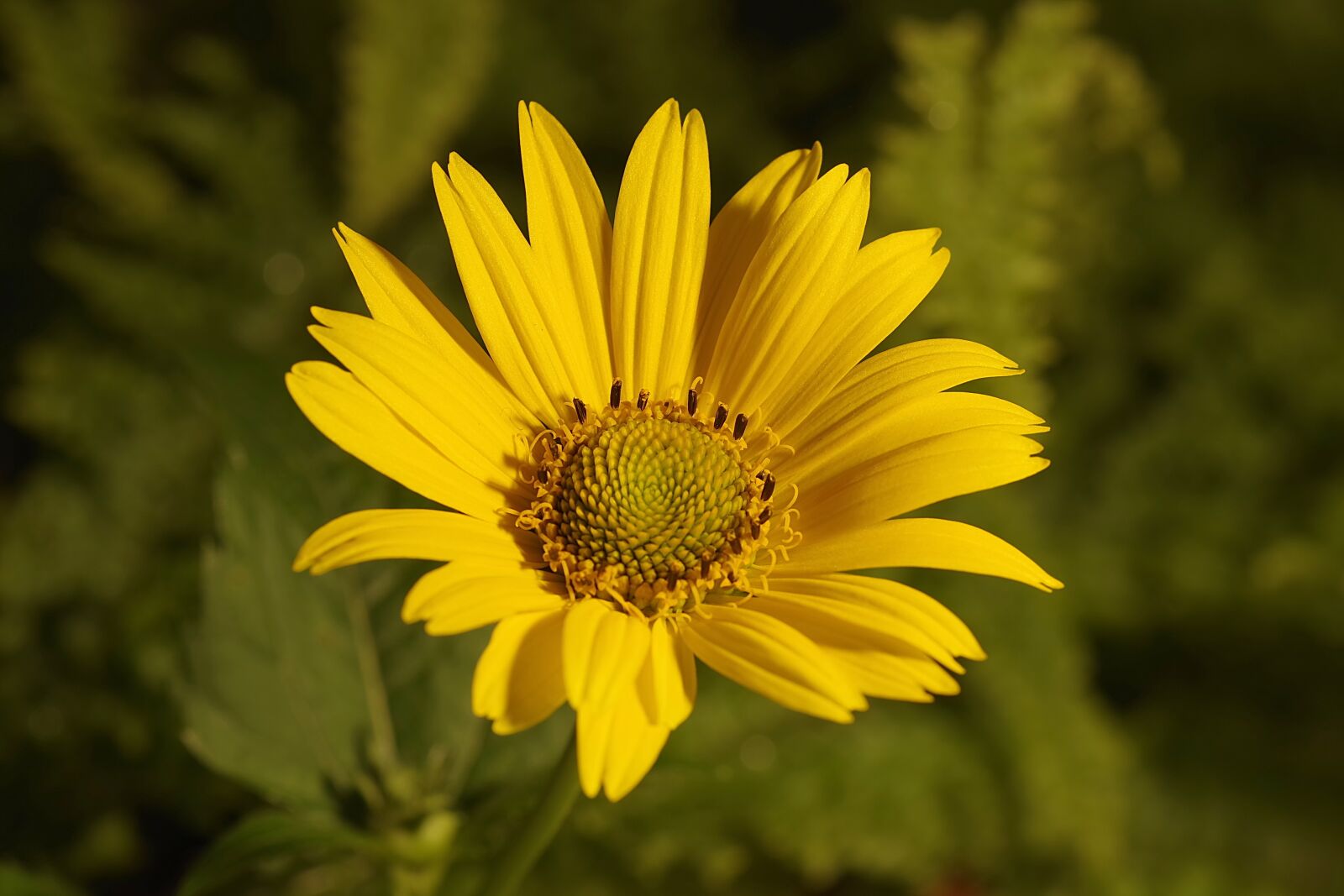 Pentax K-S2 sample photo. Flower, yellow, asteraceae photography