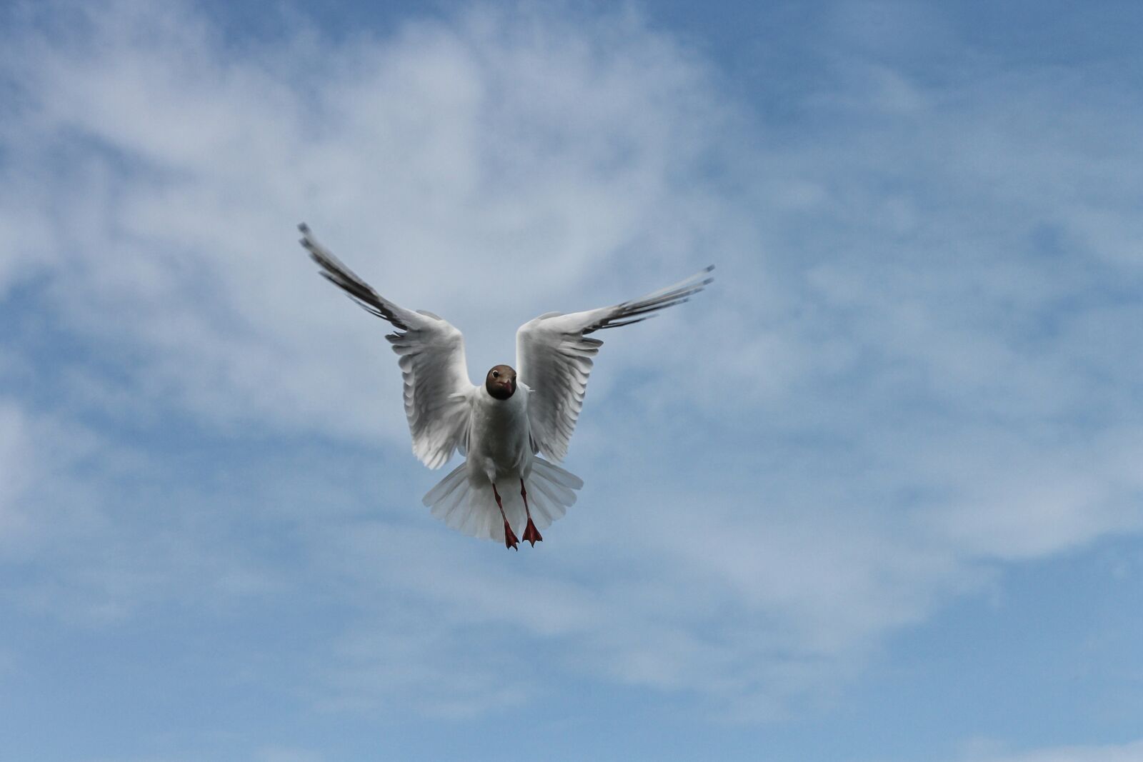Canon EOS 1100D (EOS Rebel T3 / EOS Kiss X50) sample photo. Black headed gull, seagull photography