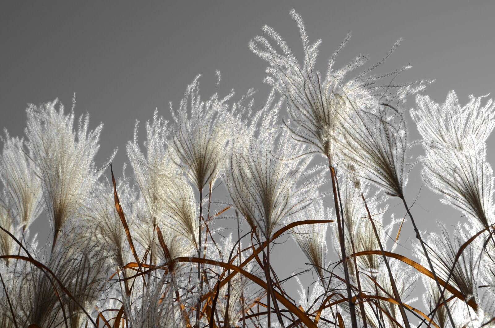Nikon D5100 sample photo. Grass, gray, tall photography