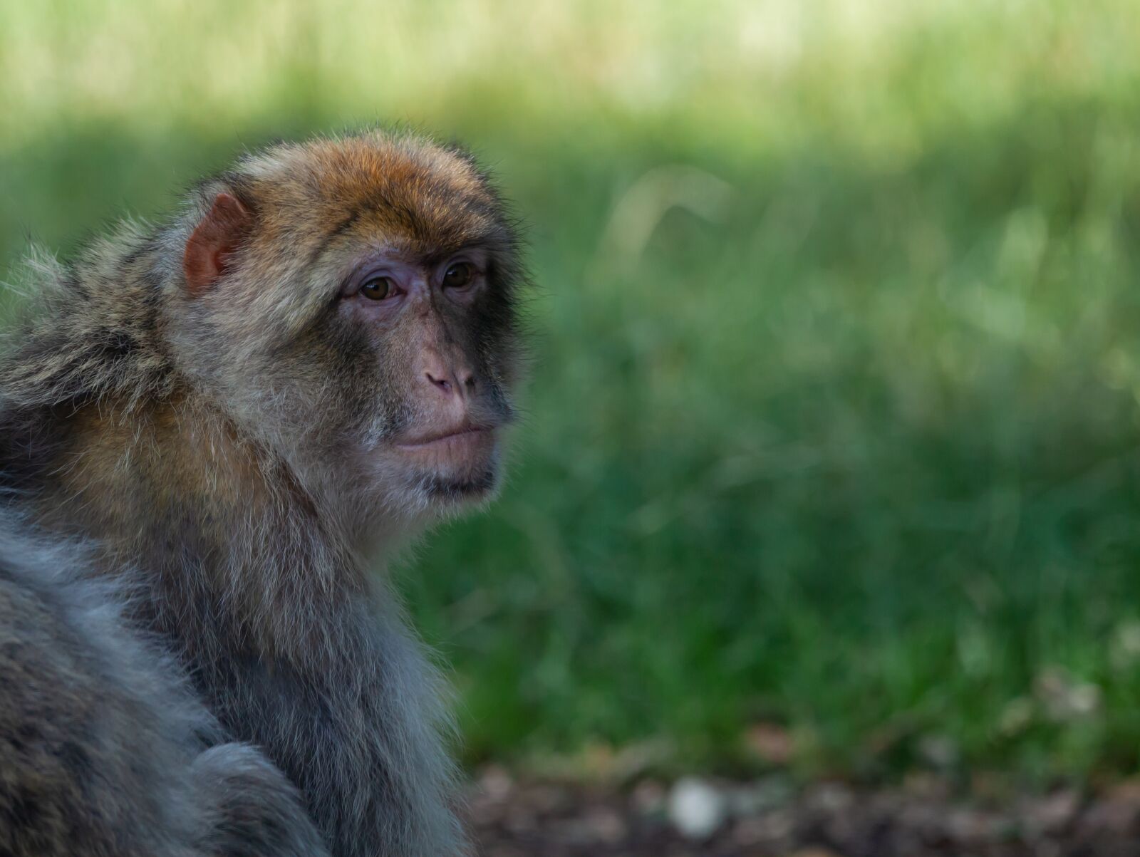 150-600mm F5-6.3 DG OS HSM | Contemporary 015 sample photo. Barbary macaque, barbary, macaques photography