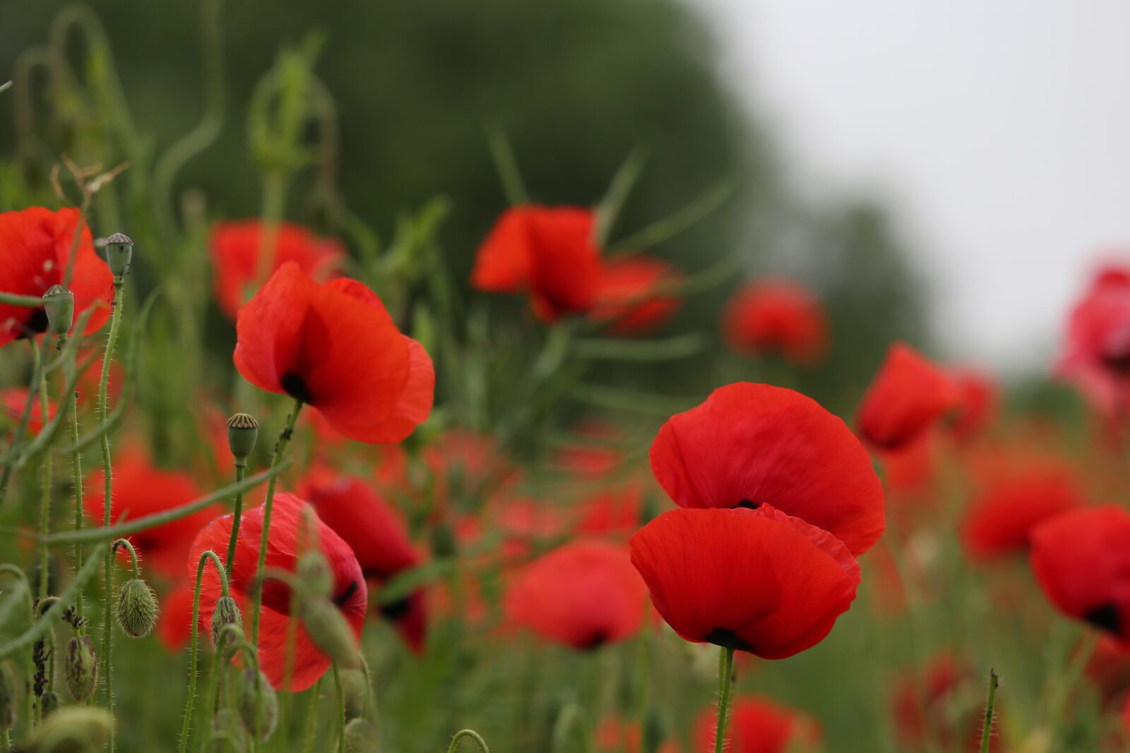 Canon EOS 6D + Canon EF 70-300 F4-5.6 IS II USM sample photo. Red poppies, flower, blooming photography