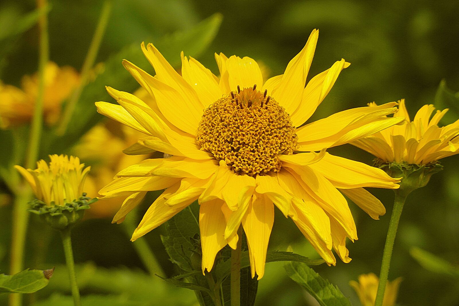 Samsung WB750 sample photo. S oneczniczek rough, z photography