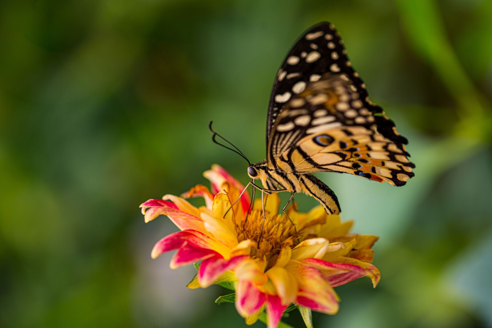 Nikon D750 sample photo. Butterfly, daisy, orange photography