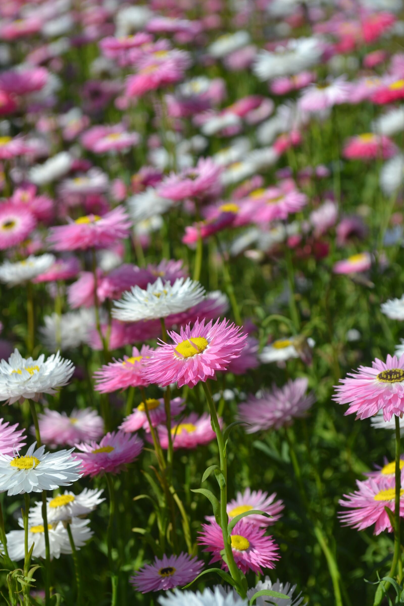 Nikon D3100 sample photo. Daisy, everlastings, flower photography