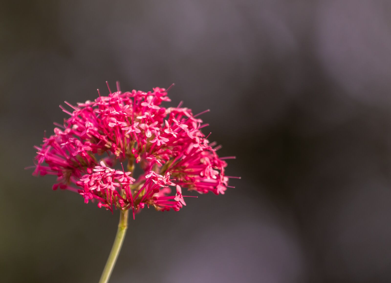 Canon EF 70-200mm F4L USM sample photo. Red valerian, centranthus ruber photography