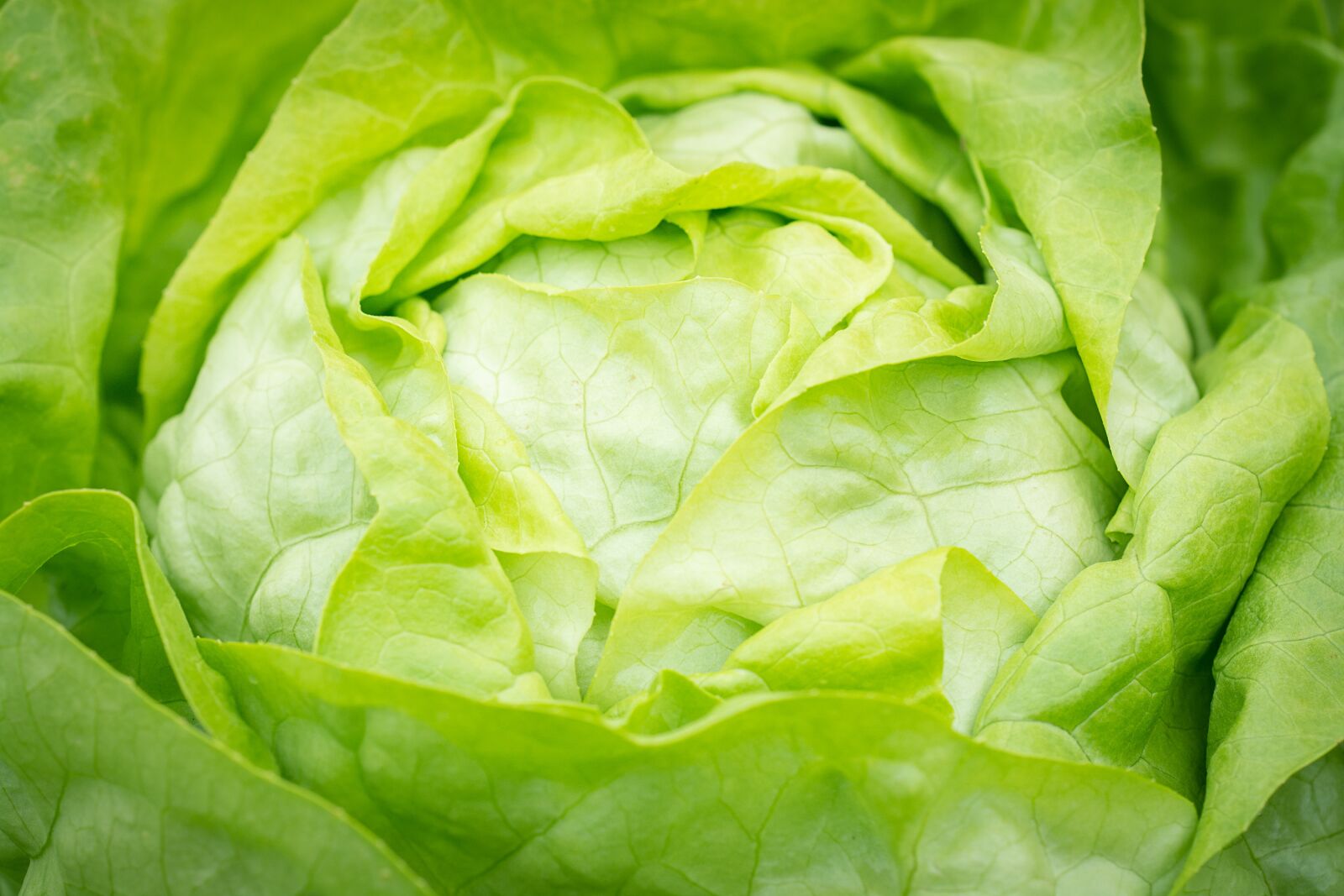 Nikon D7100 sample photo. Salad, lettuce, head of photography