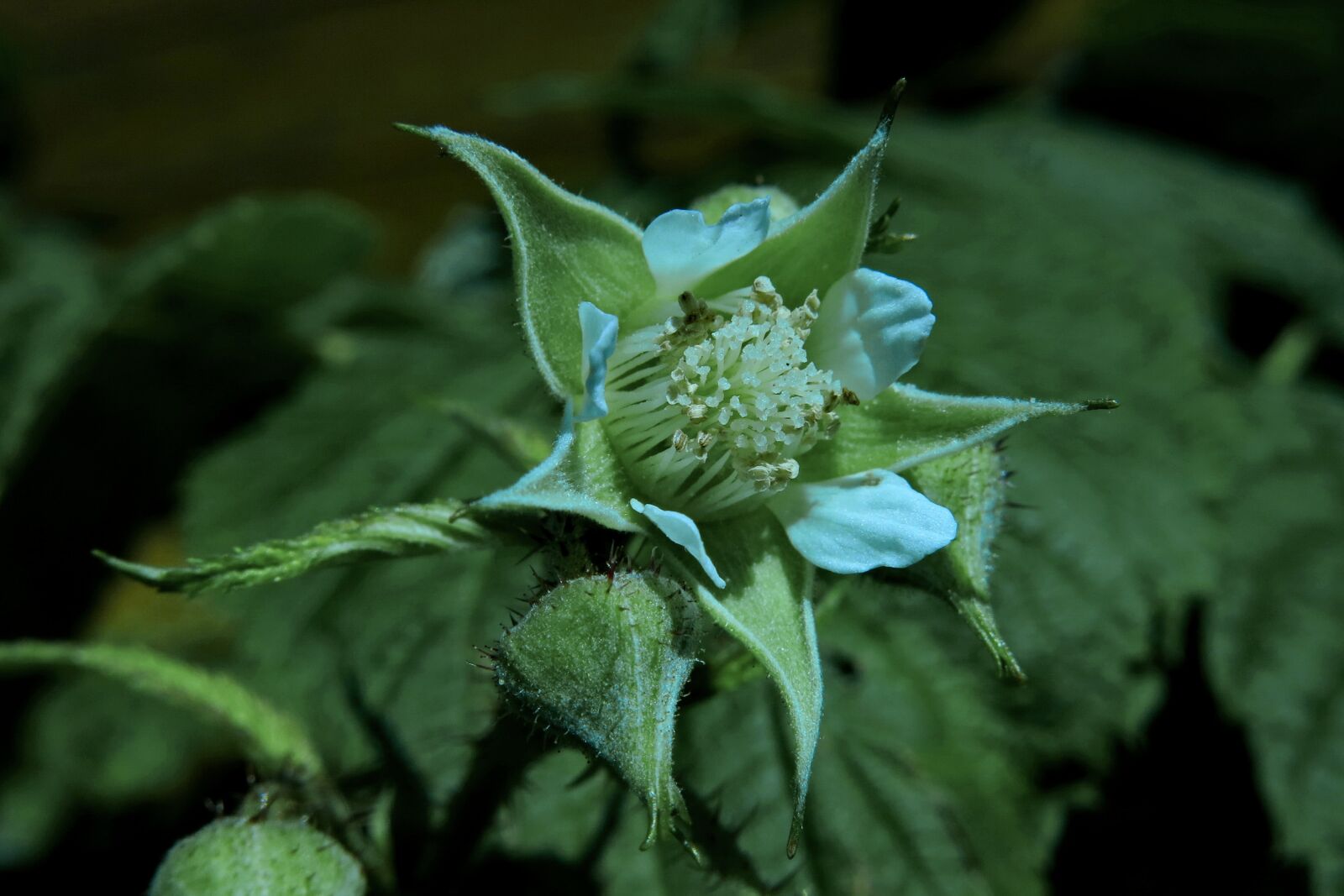 Canon PowerShot G15 sample photo. Blossom, bloom, raspberry flowering photography
