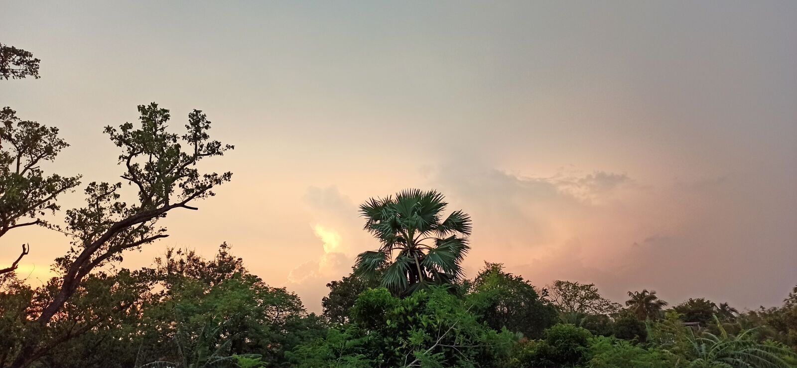 Xiaomi Redmi Note 8 Pro sample photo. Nature, sky, tree photography