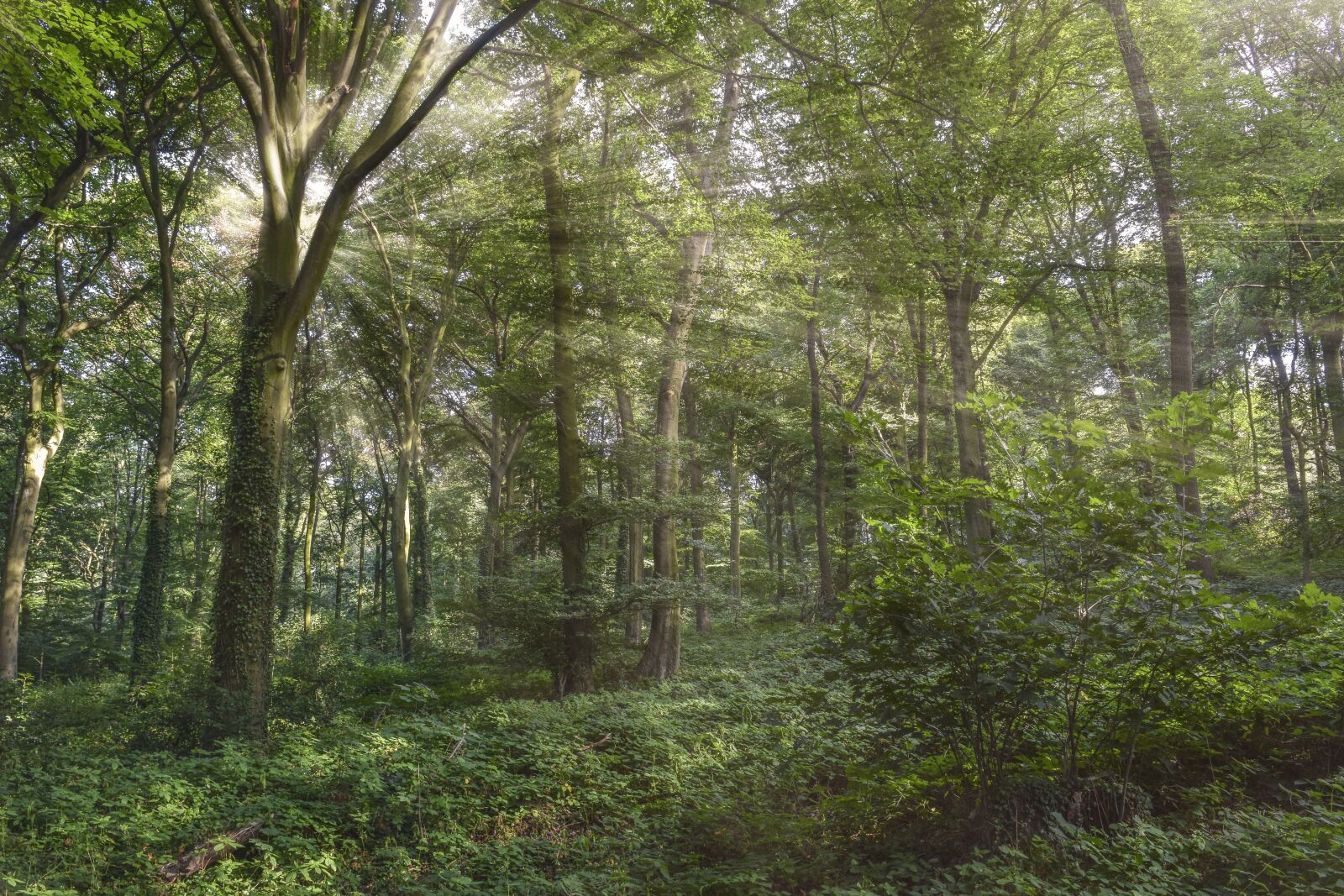 Nikon D3300 sample photo. Forest, nature, landscape photography
