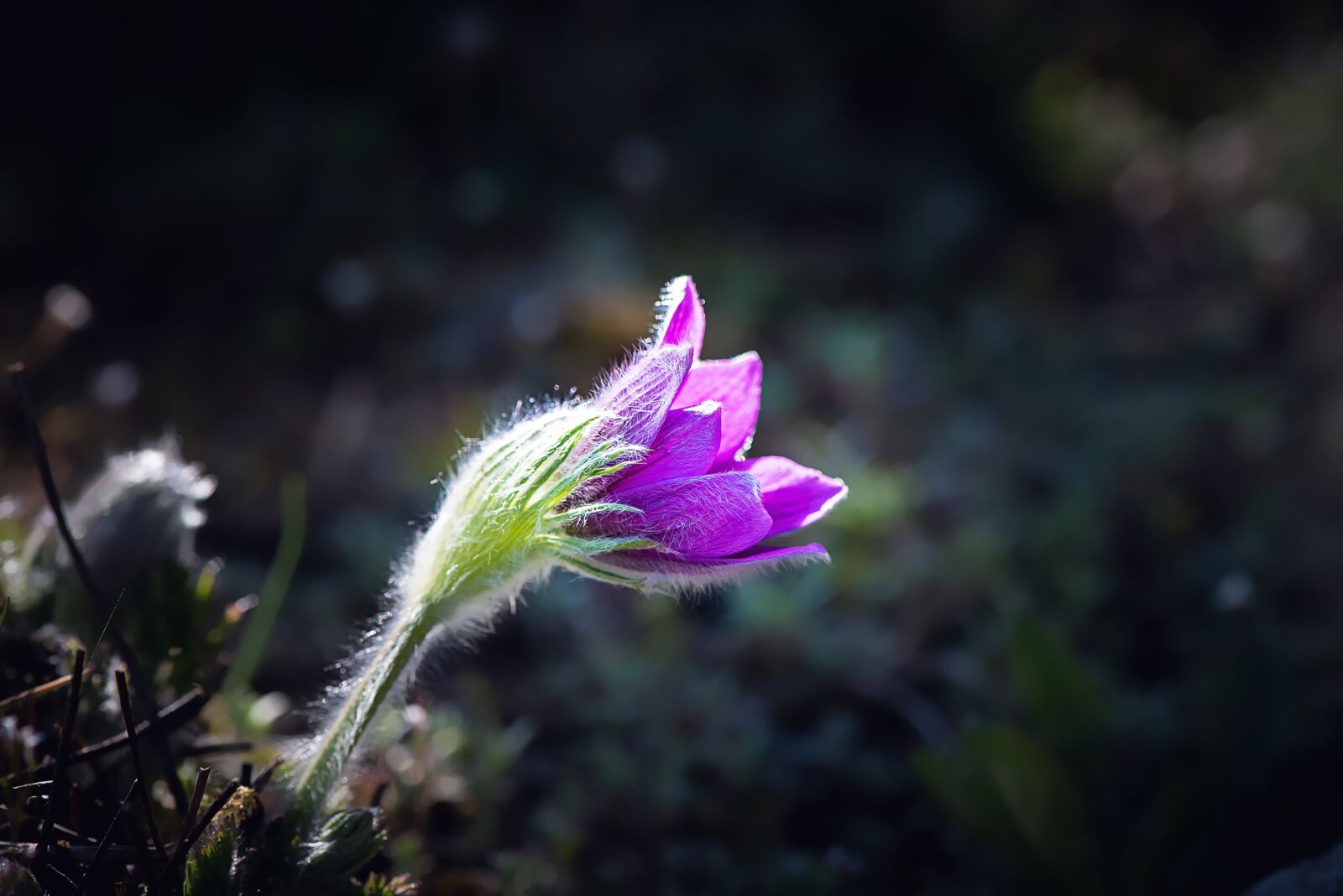 Nikon D750 sample photo. Flower, purple, anemone photography