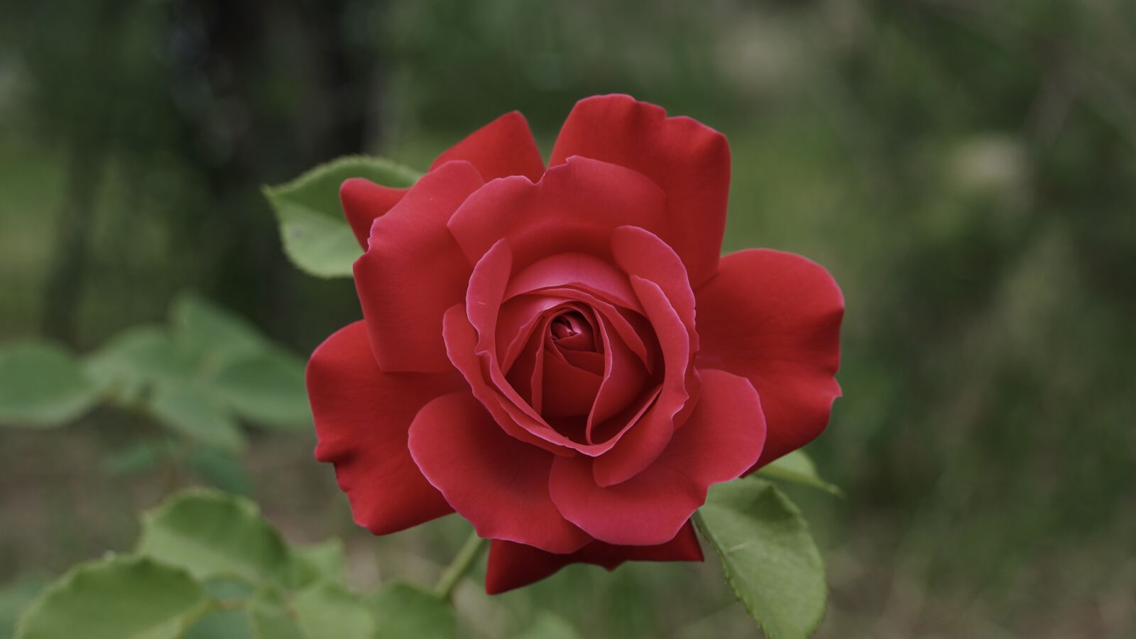 Sony a6600 sample photo. Rose, flower, red rose photography