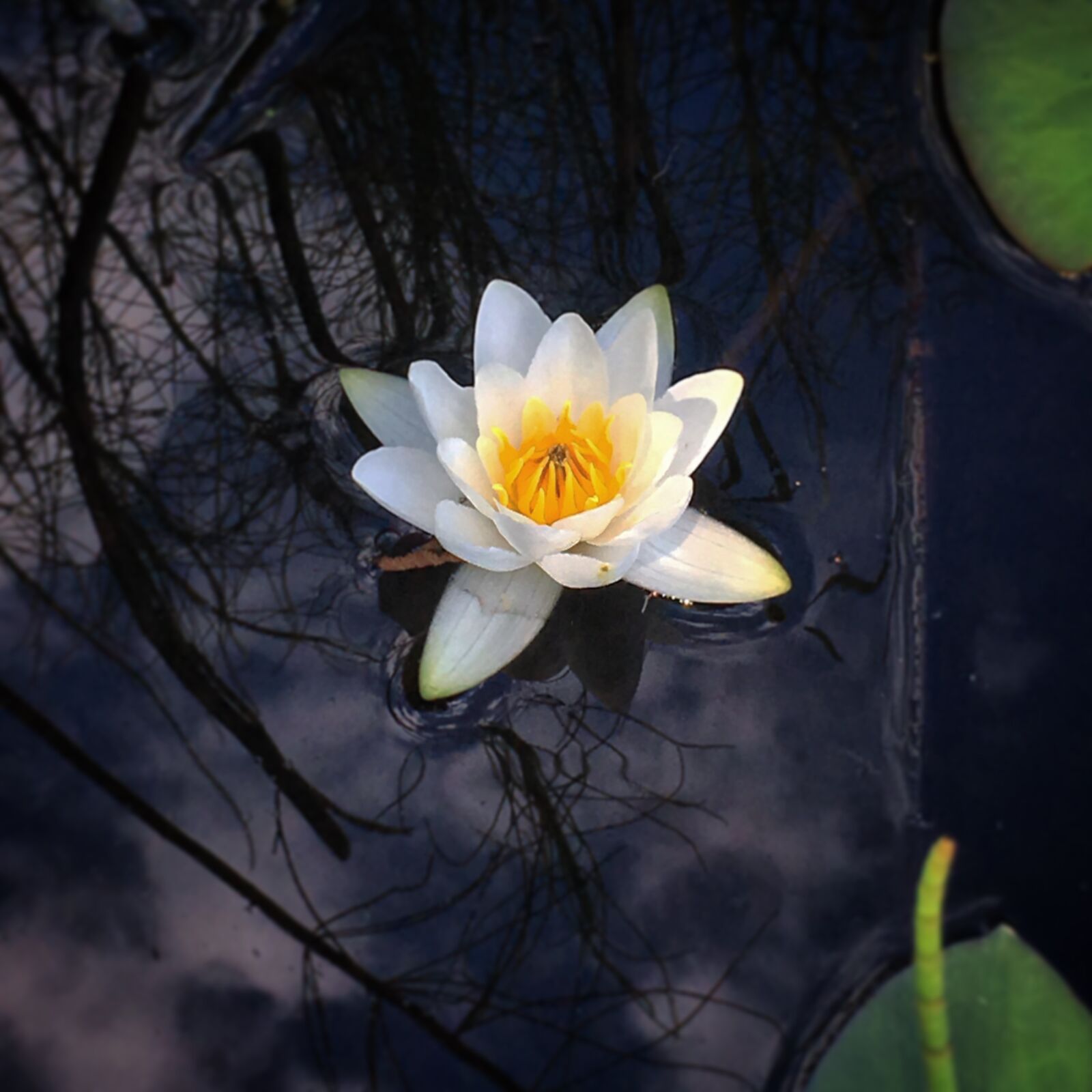 Apple iPhone 6s Plus sample photo. Waterlily, water, flower photography