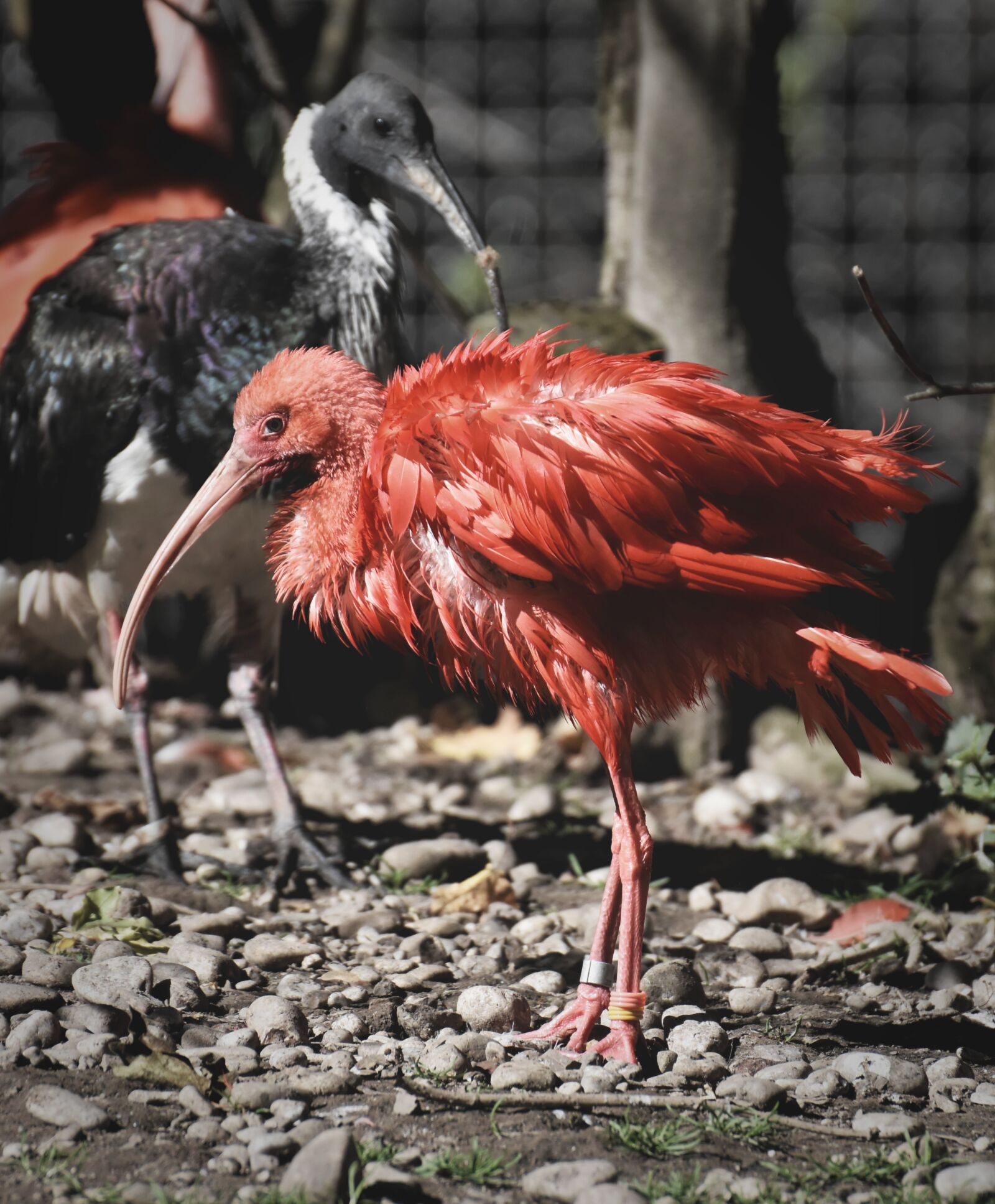Nikon D7200 sample photo. Ibis, eudocimus ruber, scarlet photography