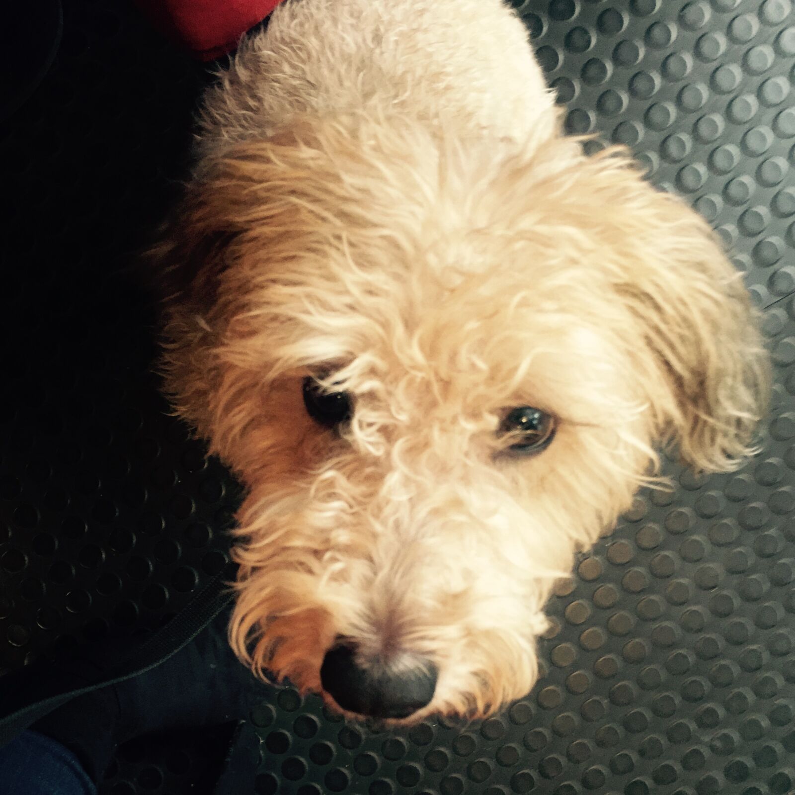 iPhone 6 back camera 4.15mm f/2.2 sample photo. Cute, animals, dog, dog photography