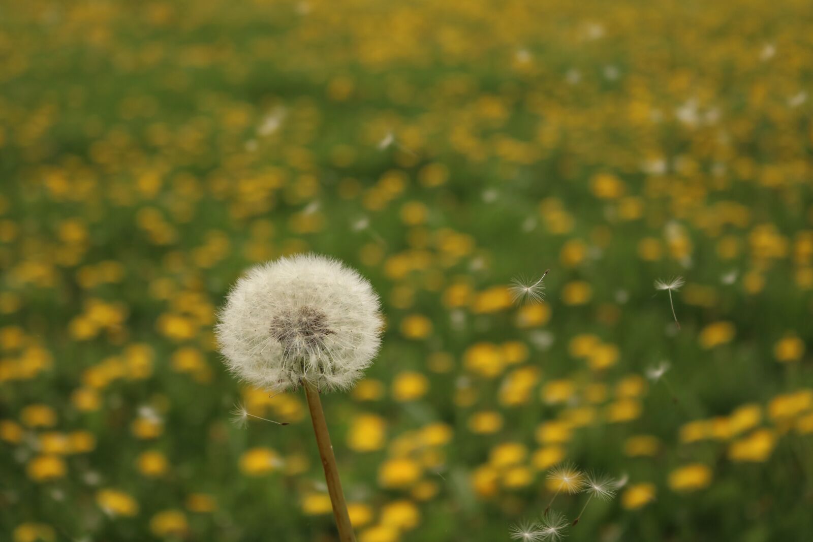 Canon EOS 750D (EOS Rebel T6i / EOS Kiss X8i) sample photo. Dandelion, plant, nature photography