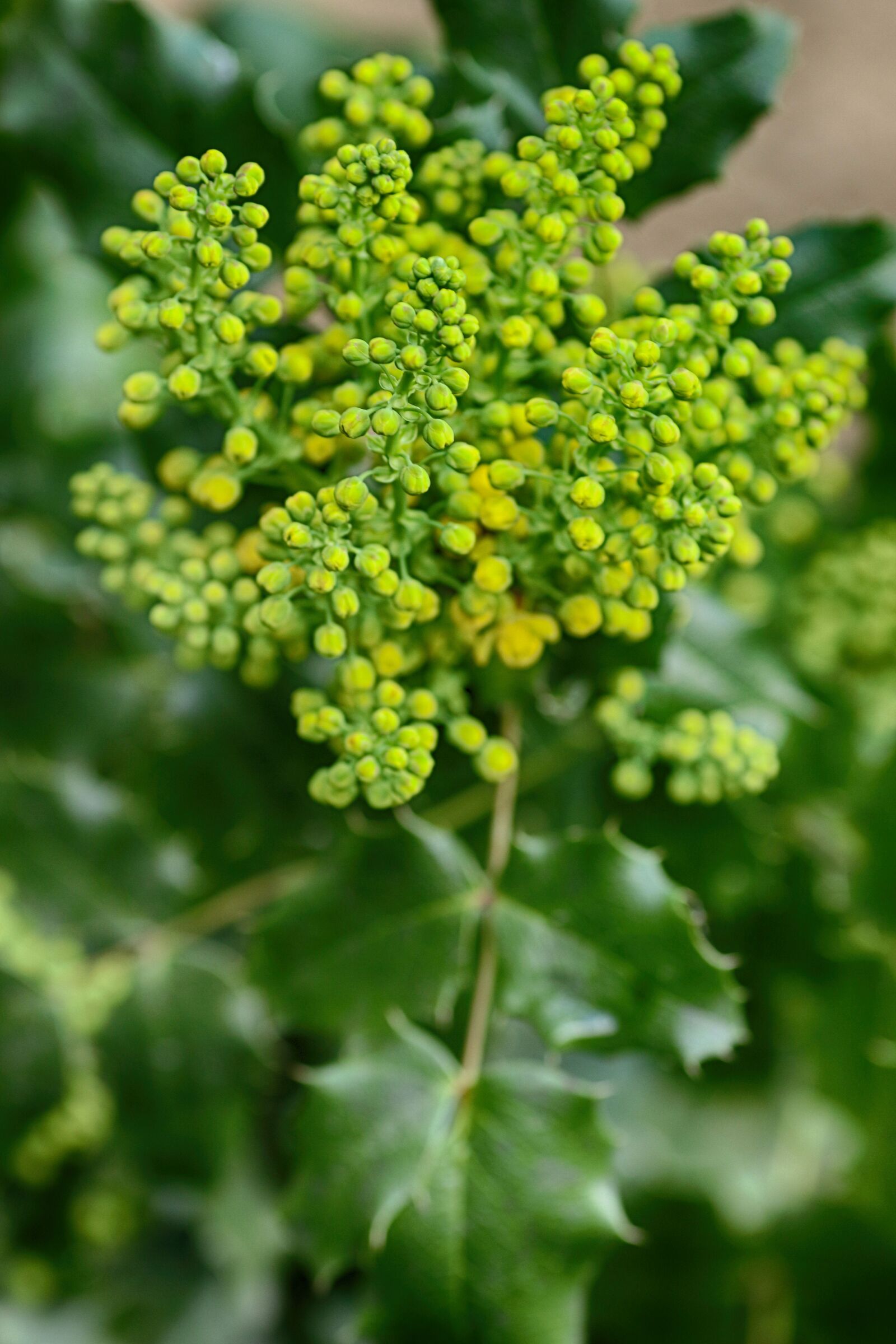 Canon EOS 7D Mark II + Canon EF 135mm F2L USM sample photo. Nettle, growth, nature photography