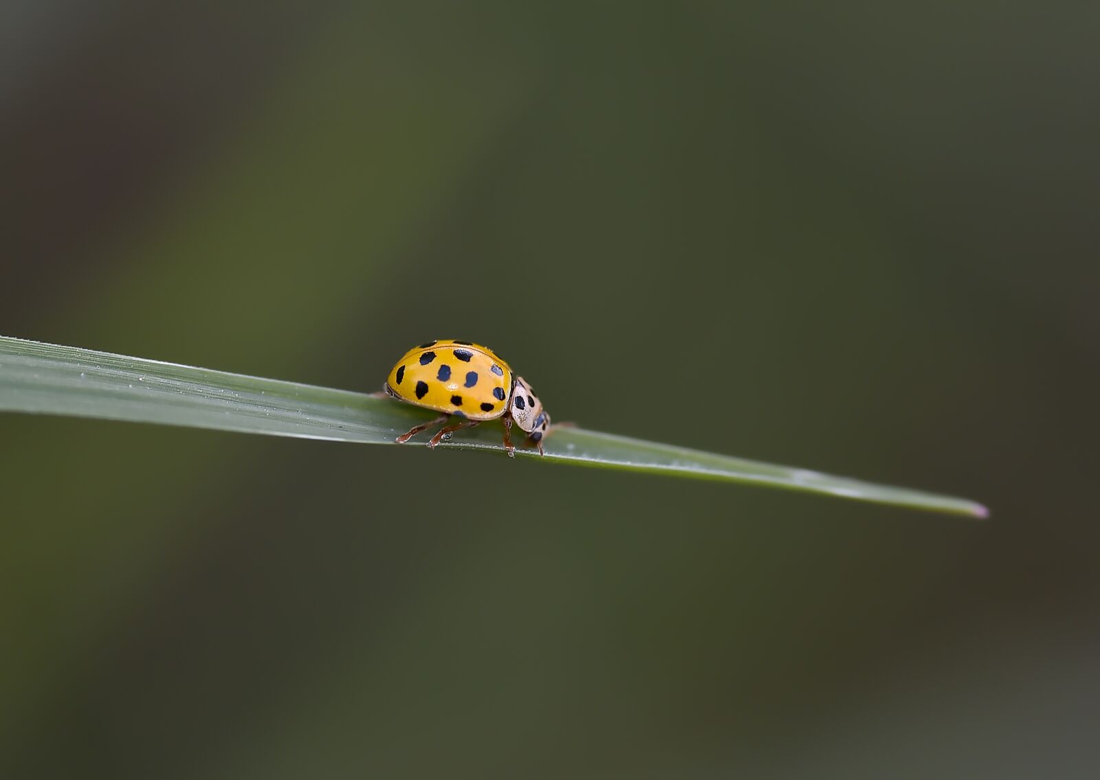 Nikon D750 sample photo. Macro, wallpaper, wild photography