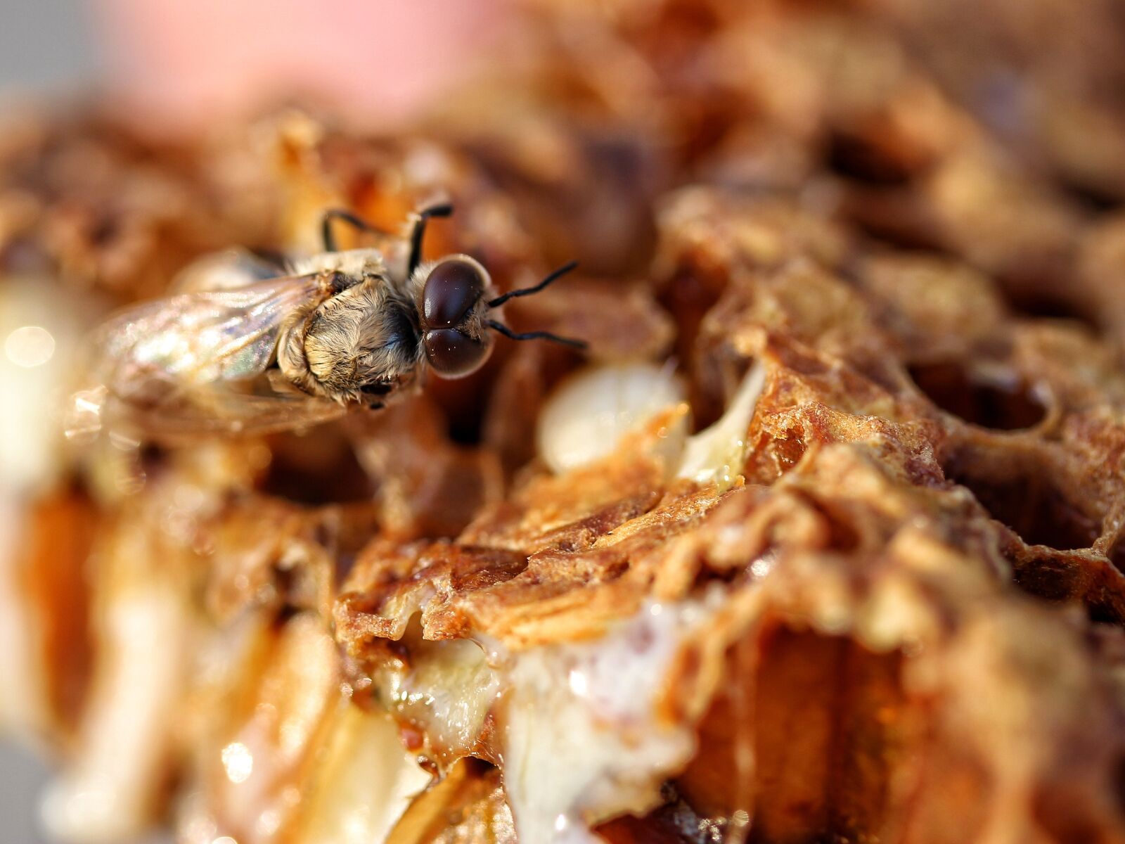 Canon EF-S 60mm F2.8 Macro USM sample photo. Bee, always, hatch photography