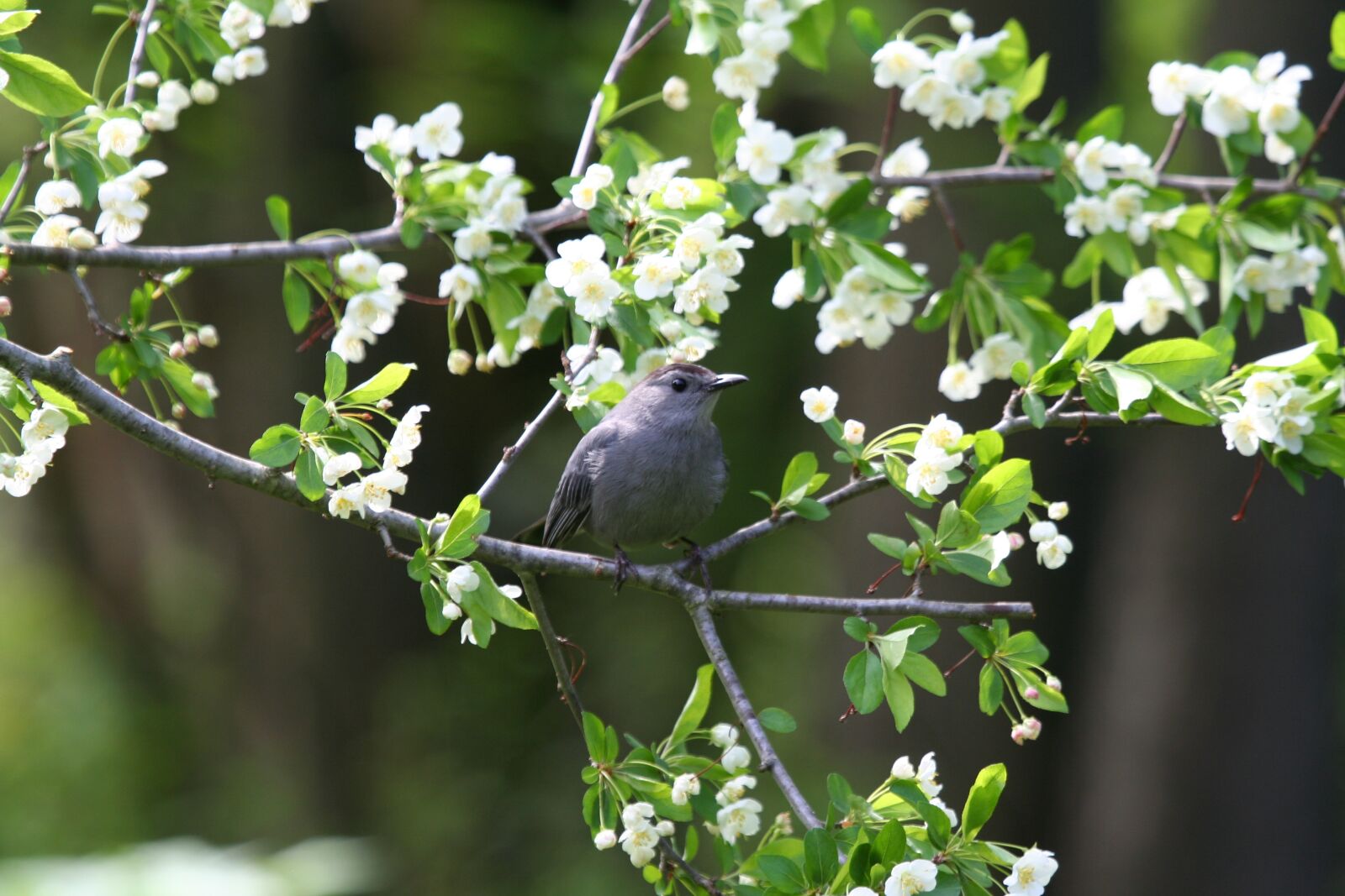 Canon EOS 350D (EOS Digital Rebel XT / EOS Kiss Digital N) sample photo. Catbird, bird, gray photography