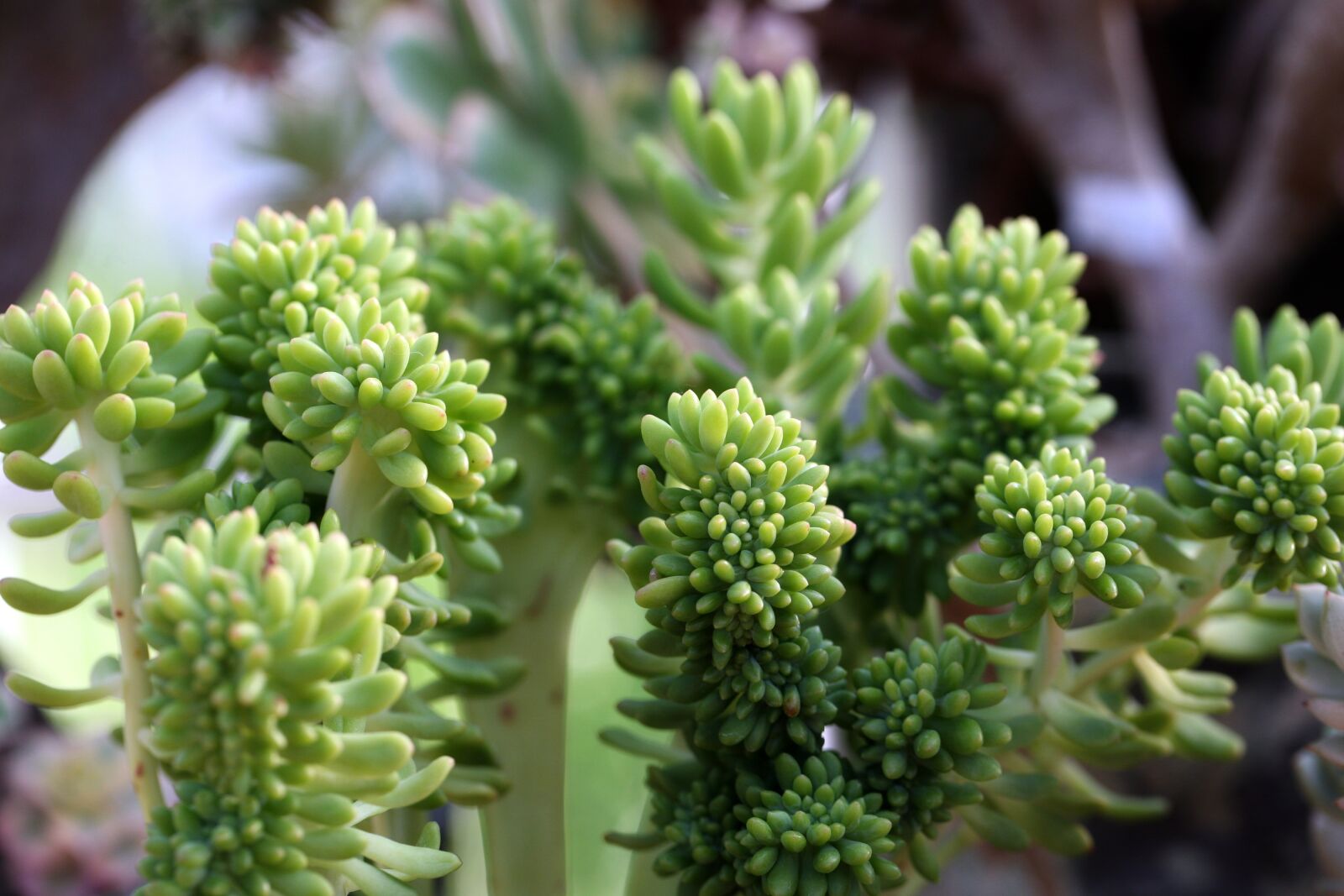 Canon EOS 5D sample photo. A fleshy plant, fleshy photography