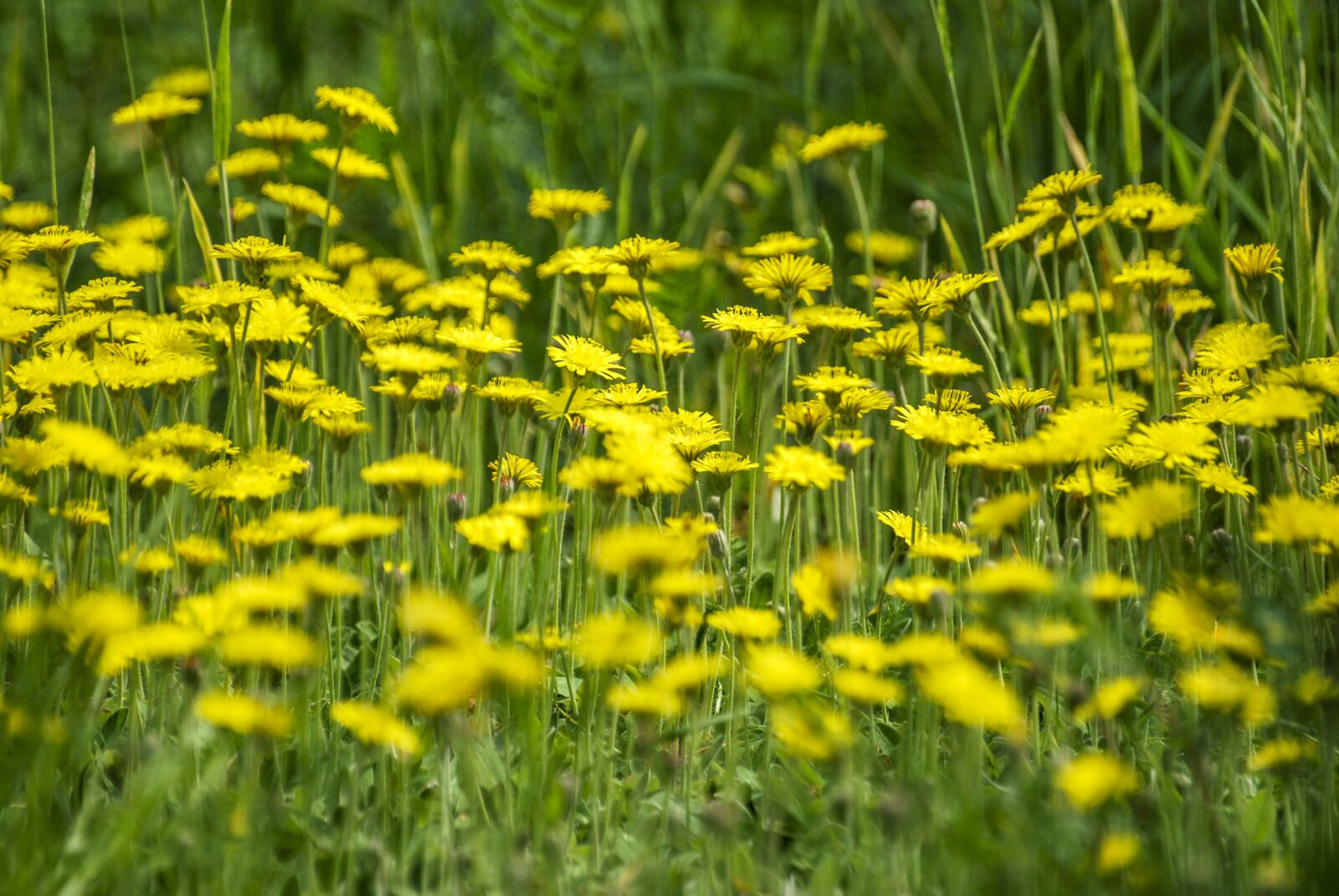 Nikon D60 sample photo. Meadow, flowers, nature photography