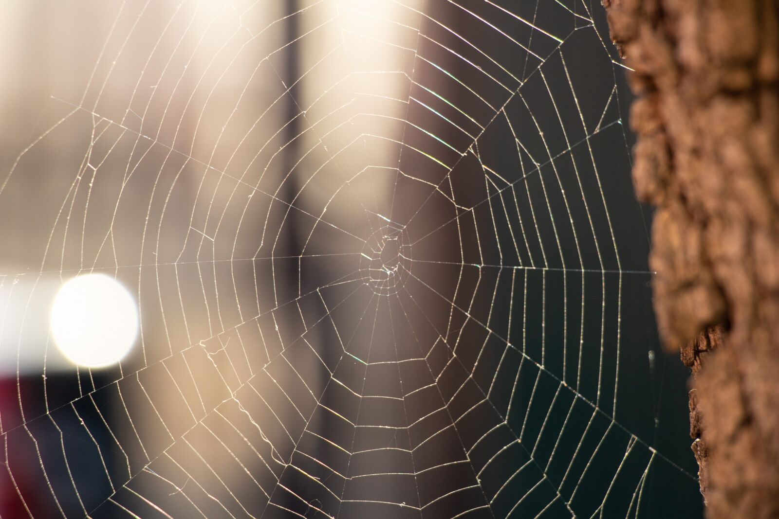 Canon EOS 100D (EOS Rebel SL1 / EOS Kiss X7) sample photo. Spider web, tree, spring photography