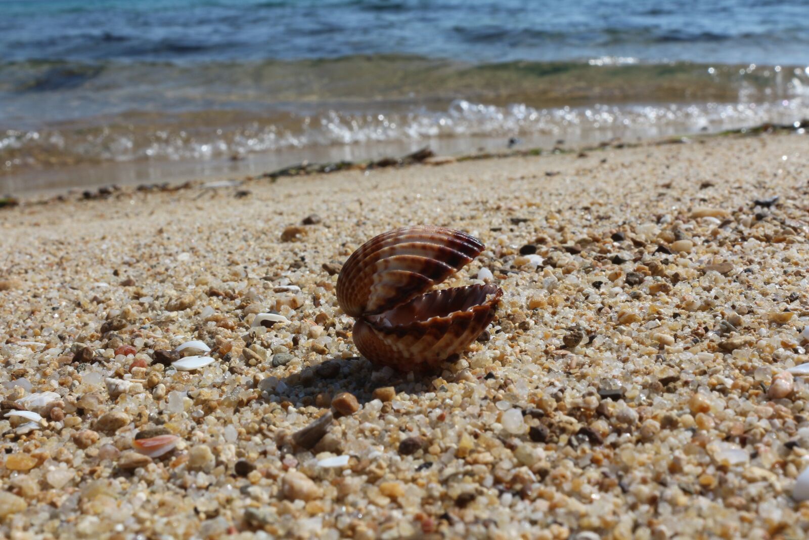 Canon EOS 650D (EOS Rebel T4i / EOS Kiss X6i) sample photo. Seashell, natural, beach photography