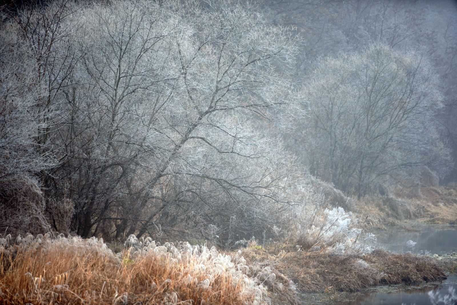 Canon EF 70-200mm F2.8L USM sample photo. Winter, frost, morning photography