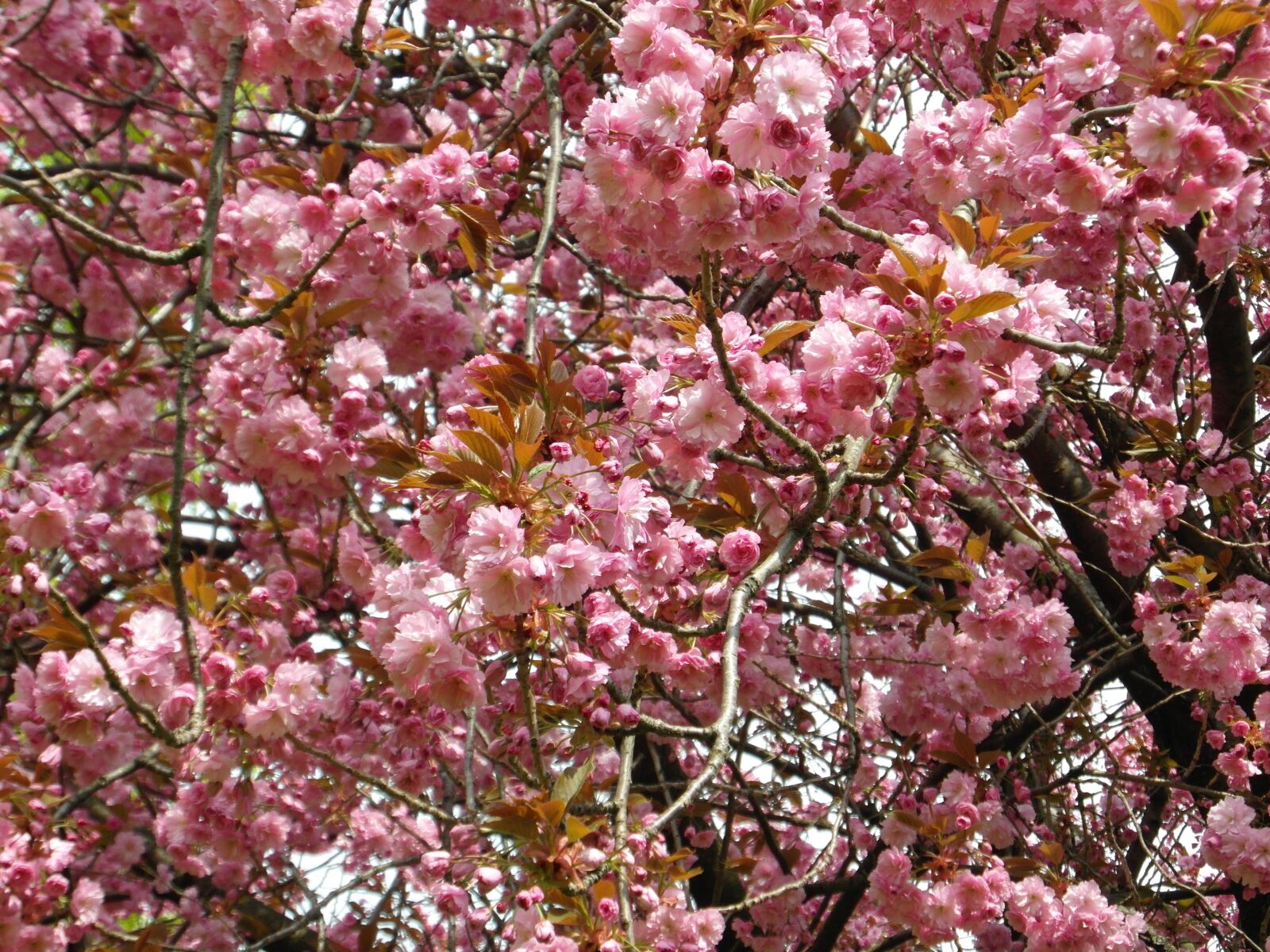 Samsung WB750 sample photo. Cherry blossom, pink, spring photography
