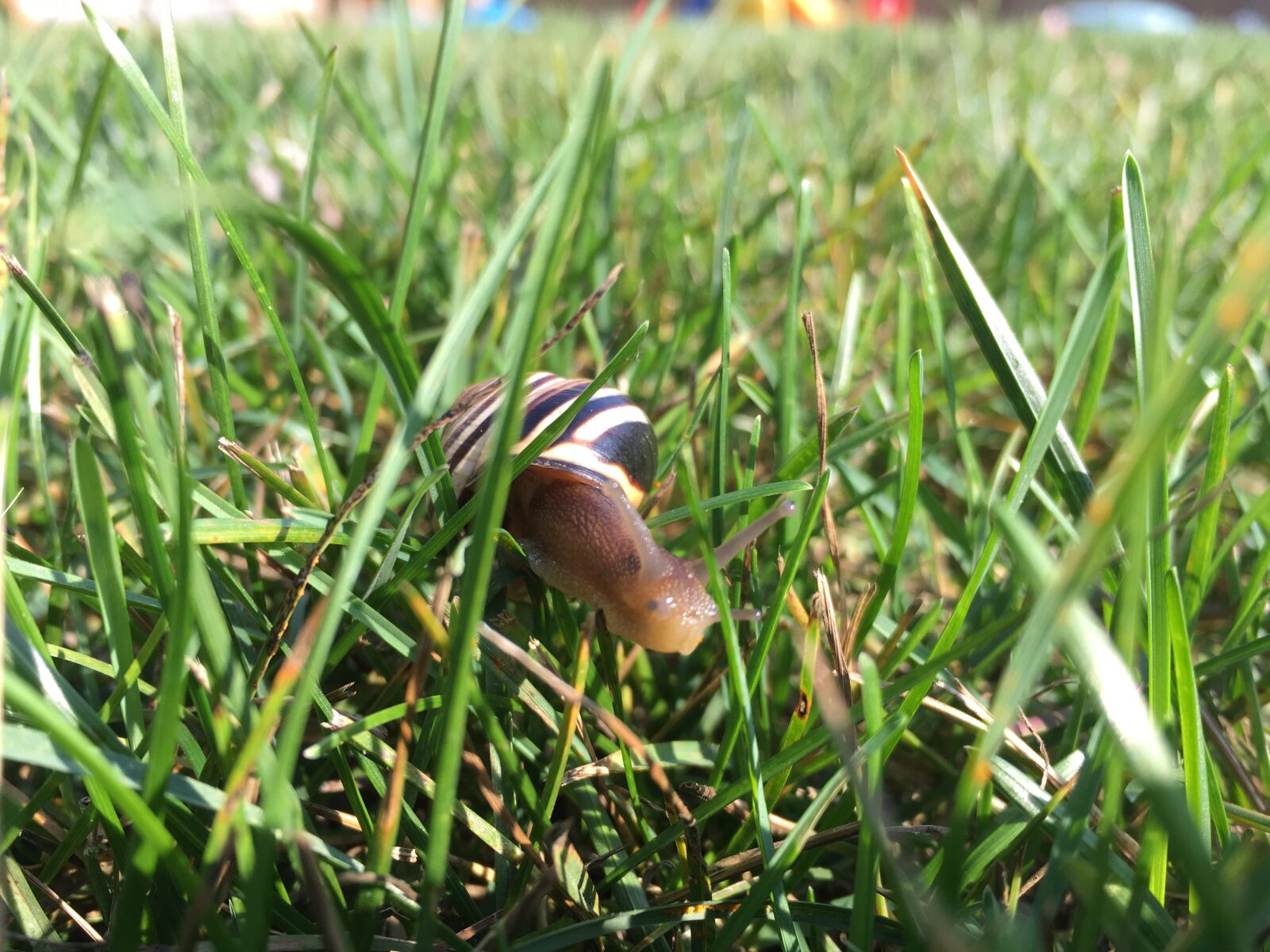 Apple iPhone 6s sample photo. Snail, grass, shell photography