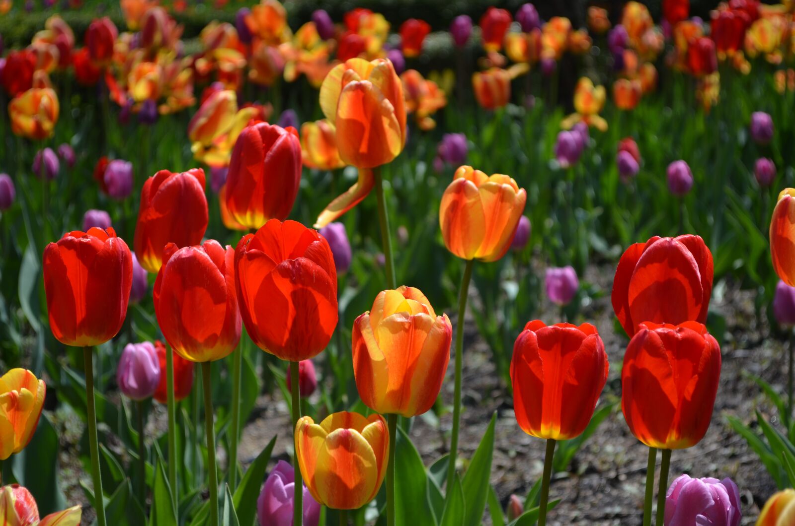 Nikon D5100 sample photo. Tulip, flowers, red light photography