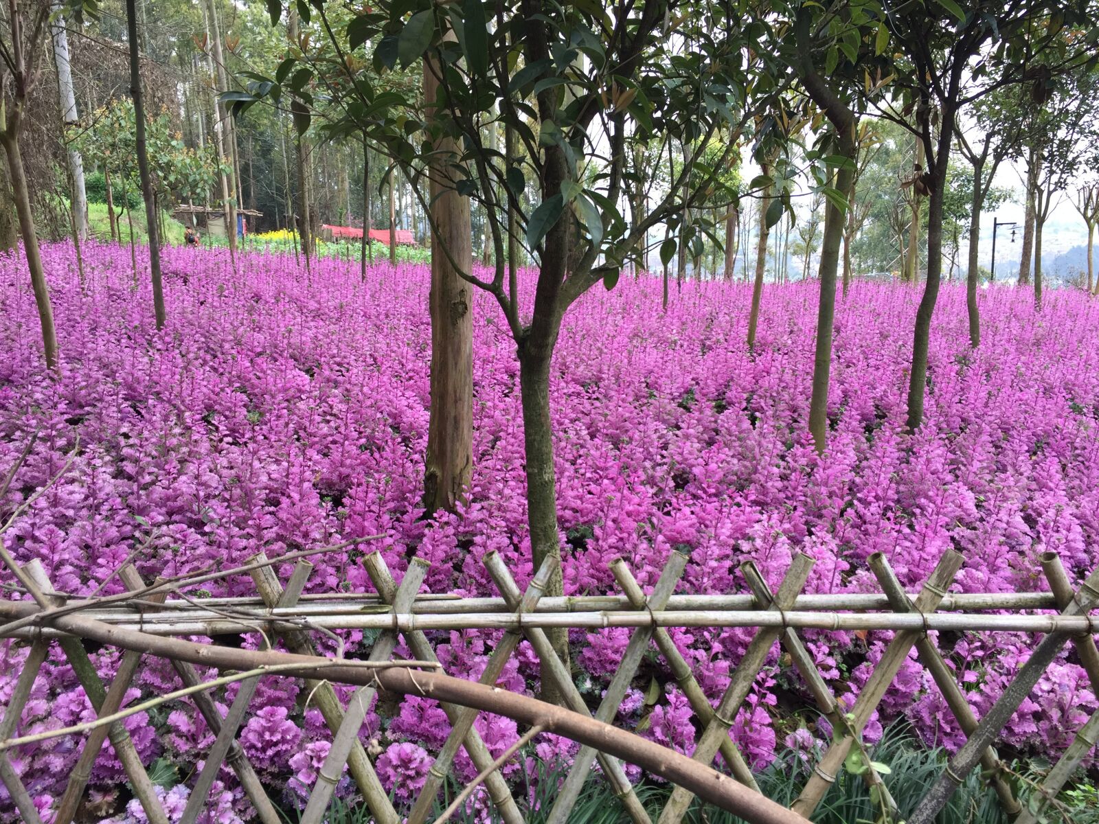 iPhone 6 back camera 4.15mm f/2.2 sample photo. Fence, sea of flowers photography