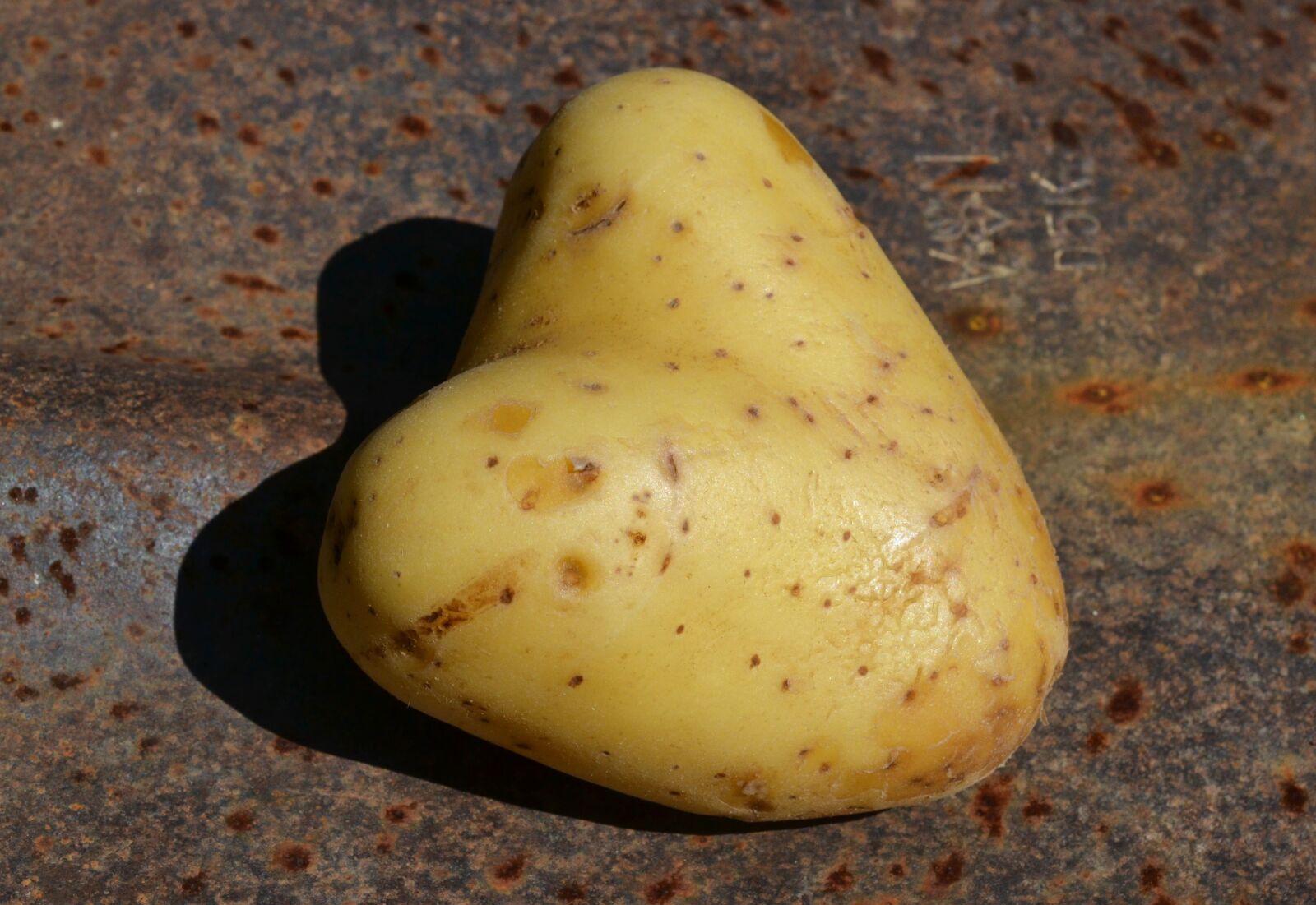 Nikon D3100 sample photo. Food, heart shape, fresh photography