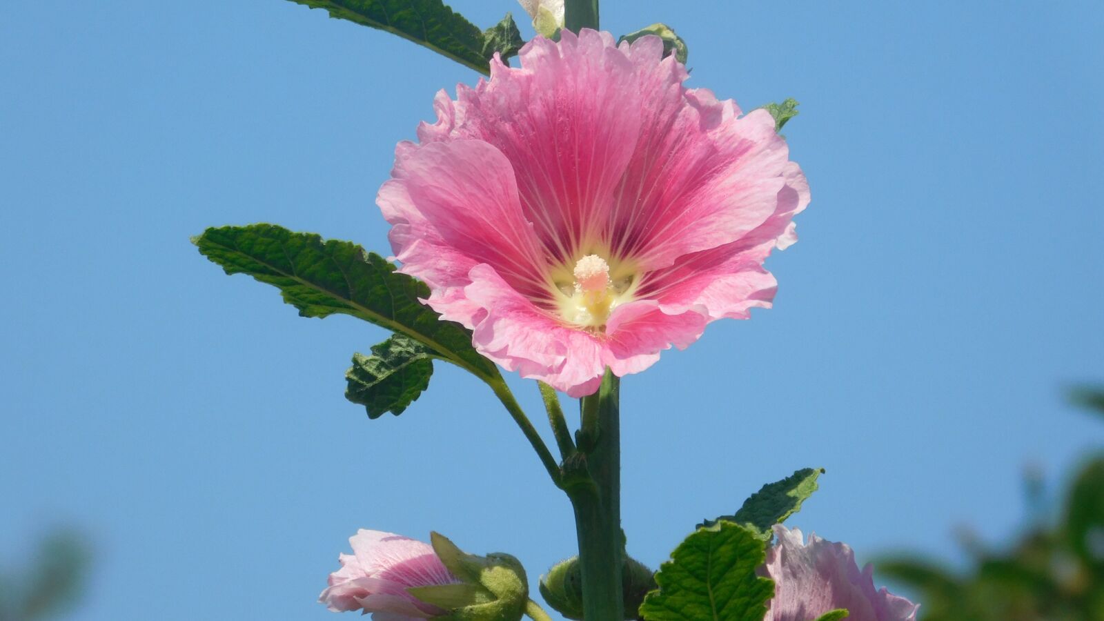 Nikon Coolpix L840 sample photo. Pink, flower, spring photography