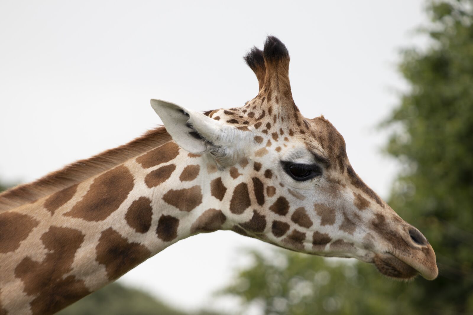 Canon EOS 77D (EOS 9000D / EOS 770D) sample photo. Giraffe, wildlife, park photography